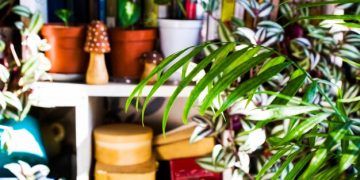 Plantfluencers: How to Grow Your Viral Garden in 2025 - Cover Image