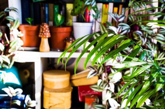 Plantfluencers: How to Grow Your Viral Garden in 2025