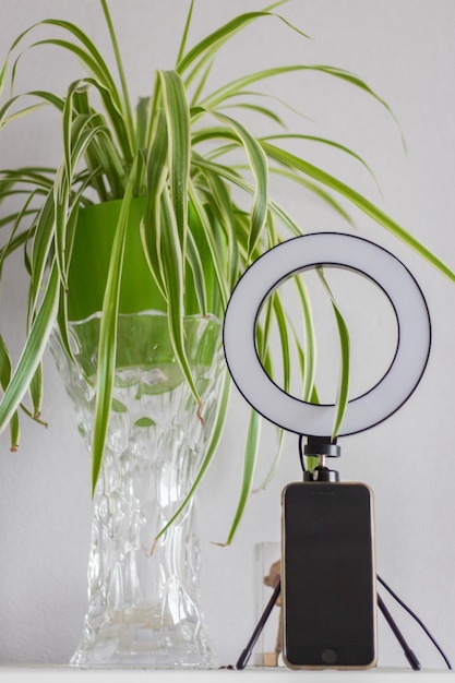 A plantfluencer's workspace, featuring a desk with a laptop displaying editing software, a ring light, various potted plants, and a backdrop with textured fabric. The setup shows a dedicated space for content creation, blending technology and nature. This image conveys a sense of professionalism and inspiration.