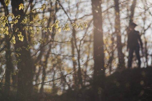 A serene forest scene with sunlight filtering through the trees. The focus is on the subtle sounds of nature, such as leaves rustling and birds chirping. The ambiance is calm and inviting, promoting relaxation and sensory immersion.