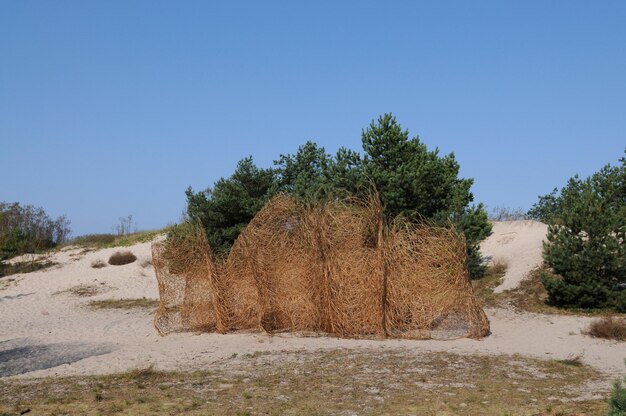 A photograph of a house almost entirely covered with large, dry tumbleweeds piled up to the roof. The scene emphasizes the scale of the tumbleweed invasion and the difficulty residents faced in clearing them.