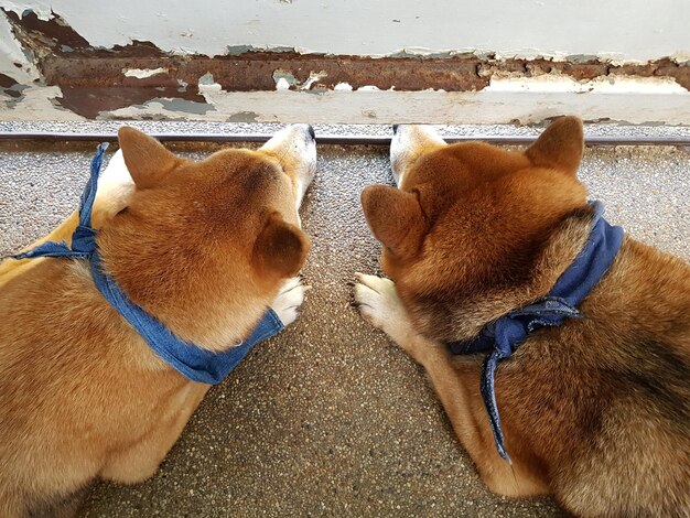 A side-by-side comparison. On the left, the original photo of Kabosu, a Shiba Inu, looking sideways with a quizzical expression. On the right, a typical Doge meme with the same image of Kabosu surrounded by colorful Comic Sans text saying 